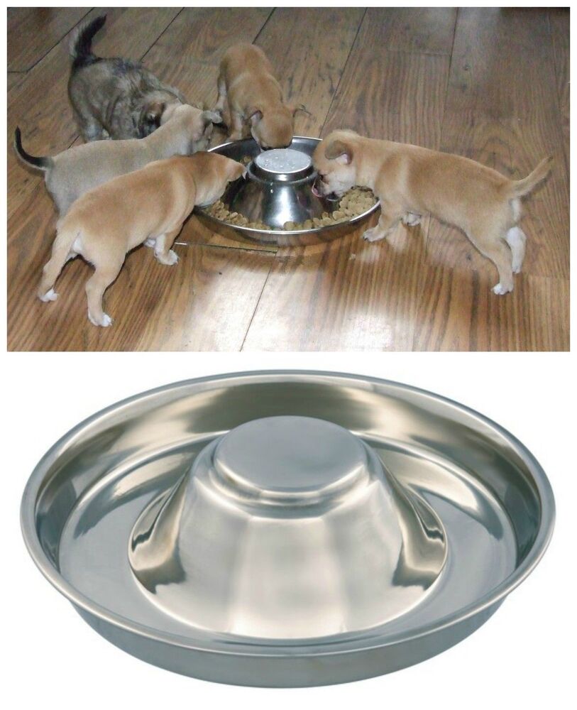 puppy litter feeding dish